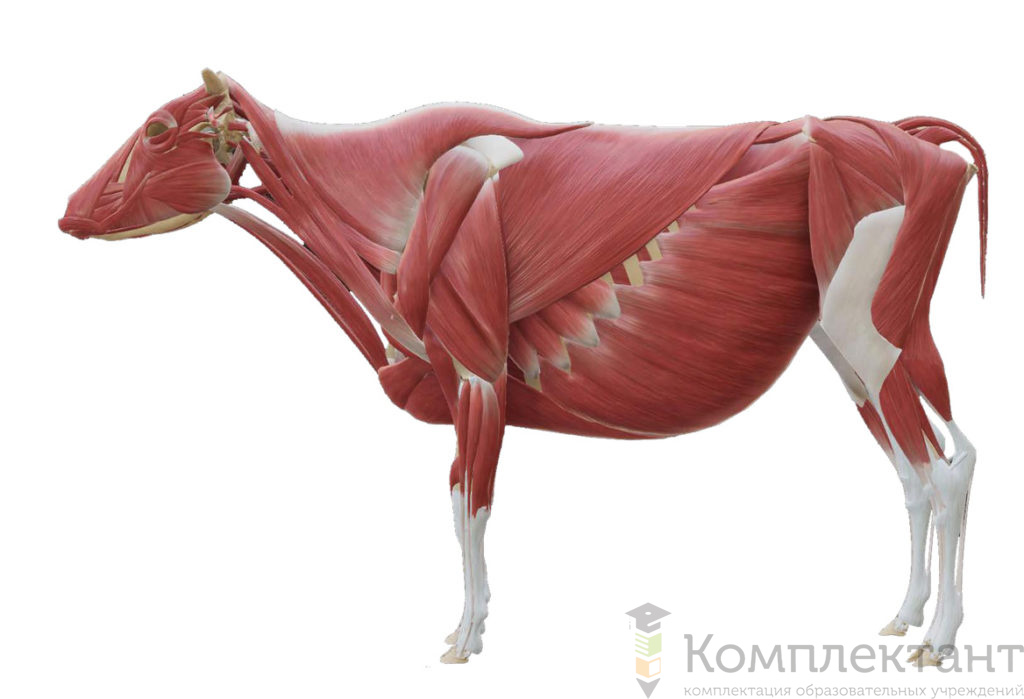 Интерактивный ветеринарный атлас Инноватор  Vet Anatomy 75"