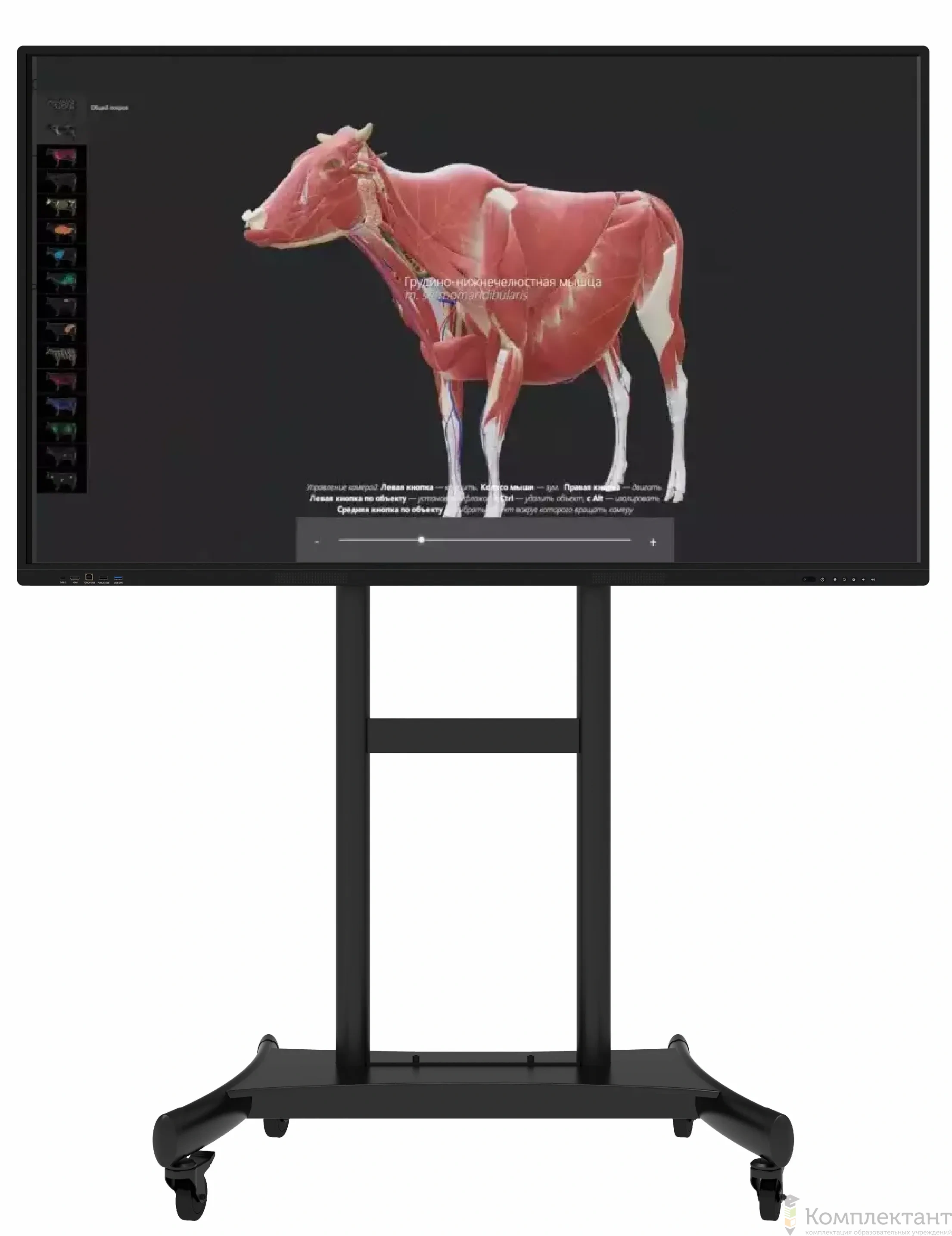 Интерактивный ветеринарный атлас Инноватор  Vet Anatomy 75"